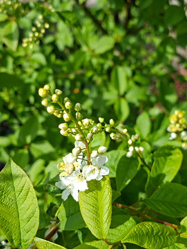 Anamu flower (botanisch: Petiveria alliacea)