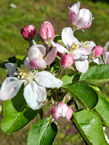 apple blossom