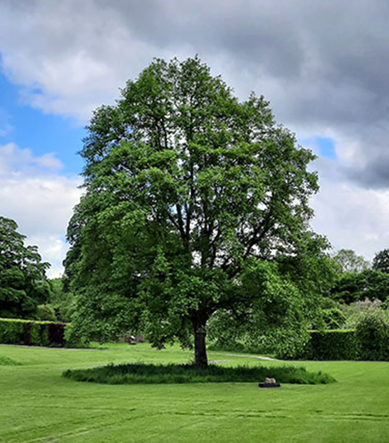 Baum_auf_Weide Baum_auf_Weide