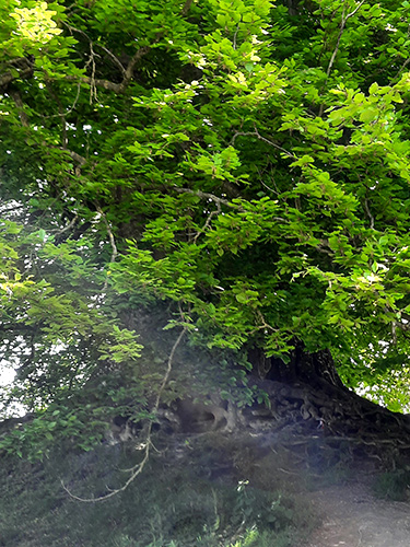 Beech-Buchen-Avebury