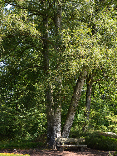 Birch-Birke-Betula