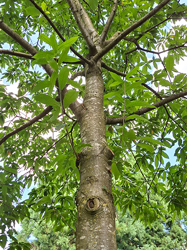 Chestnut tree