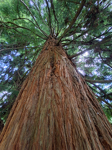 Coast Redwood (Küsten-Mammutbaum) Coast Redwood (Küsten-Mammutbaum)