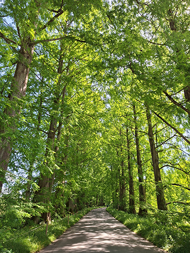 Metasequoia glyptostroboides (Urweltmammutbaum)