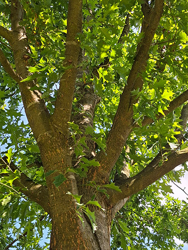 Oak
