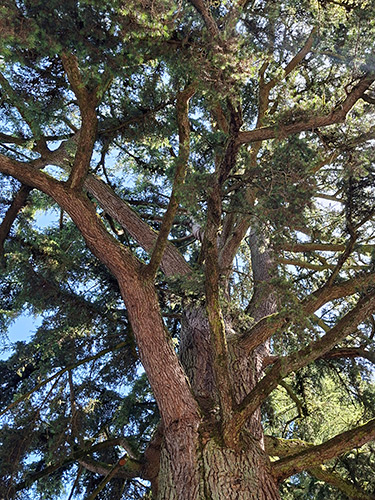 Atlas-Ceder-Atlas-Zeder-Cedrus atlantica