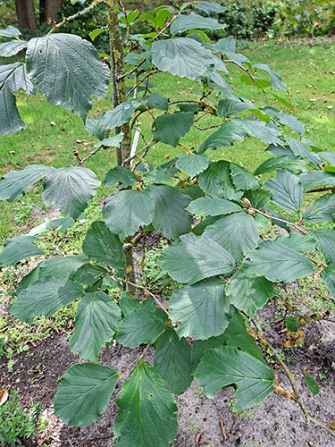 Hamamelis - Zaubernuss-Hamamelidaceae