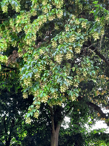 Linden-tree-Linde